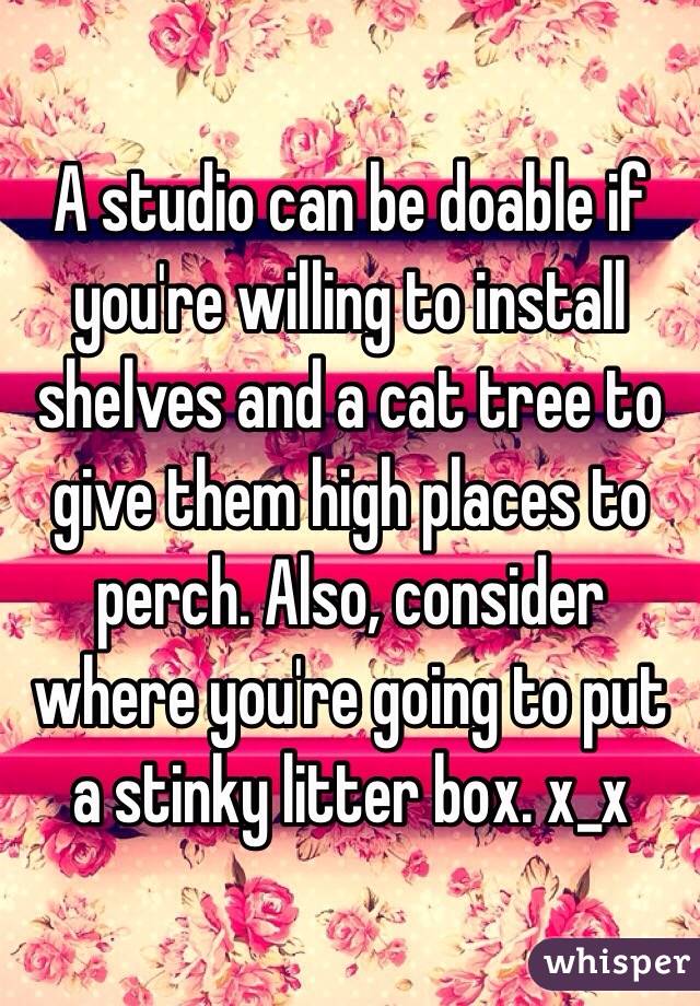 A studio can be doable if you're willing to install shelves and a cat tree to give them high places to perch. Also, consider where you're going to put a stinky litter box. x_x