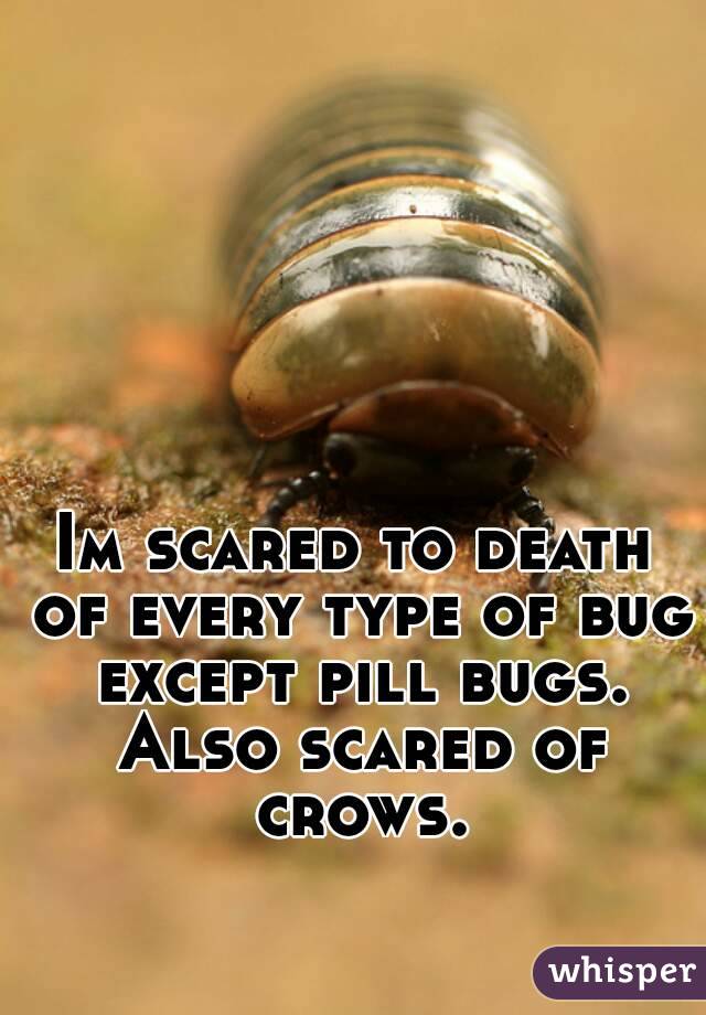Im scared to death of every type of bug except pill bugs. Also scared of crows.