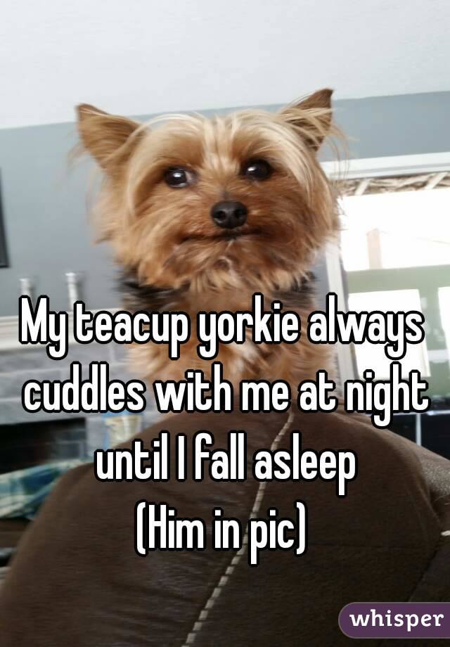 My teacup yorkie always cuddles with me at night until I fall asleep
(Him in pic)