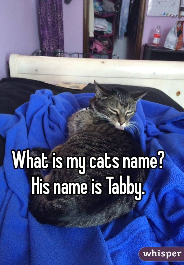 What is my cats name?
His name is Tabby. 