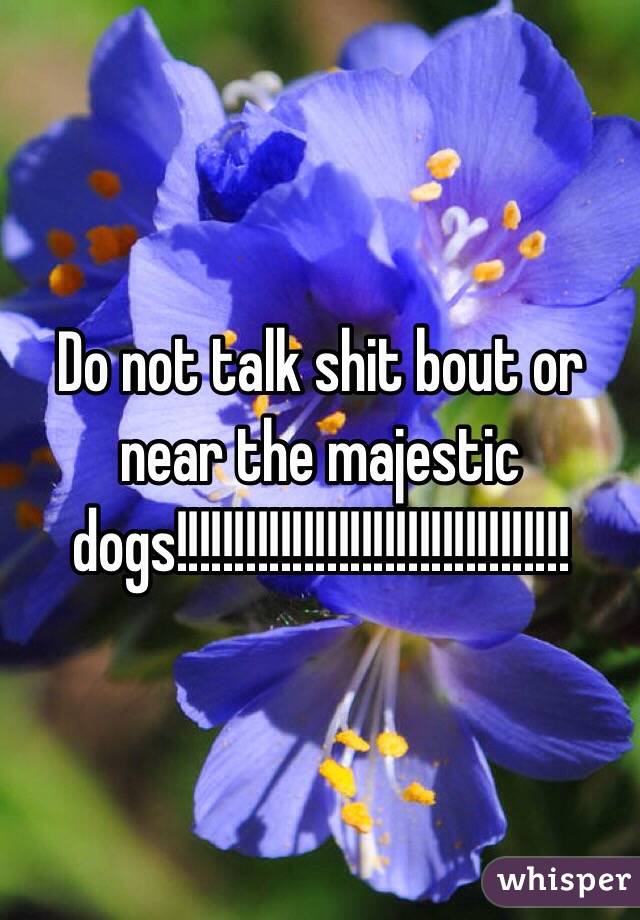 Do not talk shit bout or near the majestic dogs!!!!!!!!!!!!!!!!!!!!!!!!!!!!!!!!!!