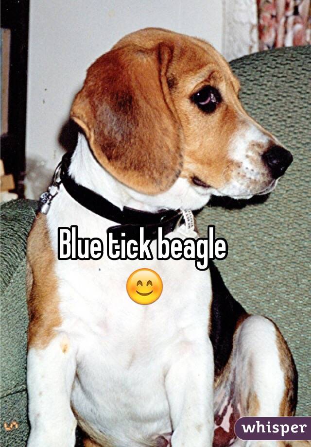 Blue tick beagle
😊