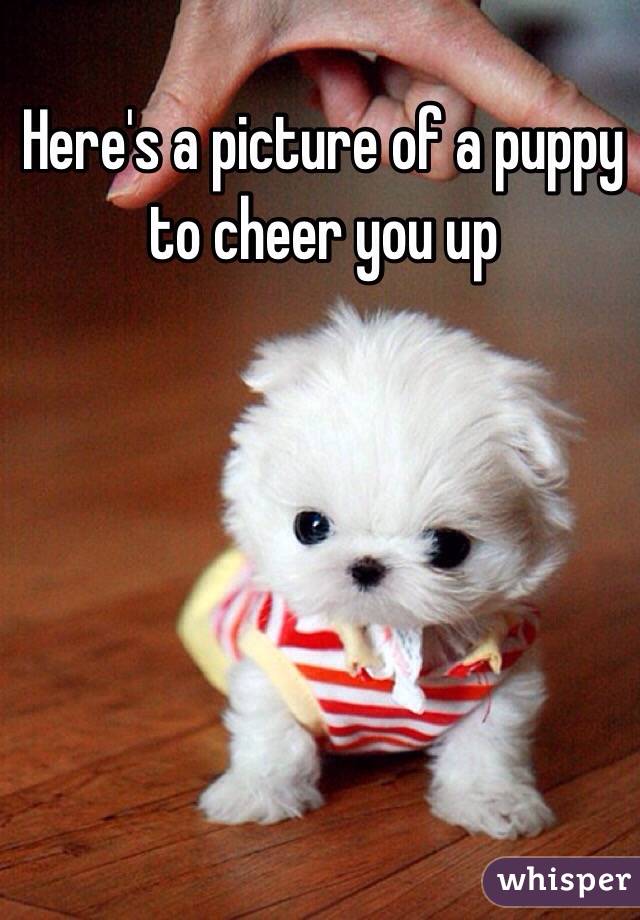 Here's a picture of a puppy to cheer you up