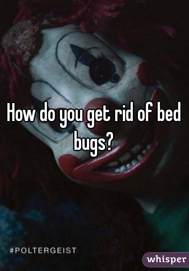 How do you get rid of bed bugs? 
