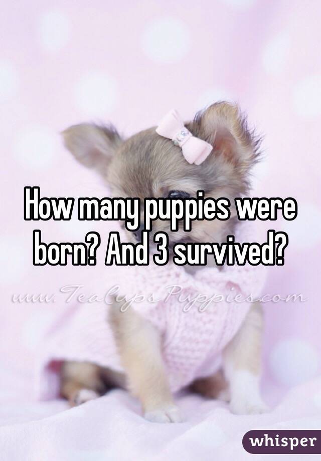 How many puppies were born? And 3 survived?