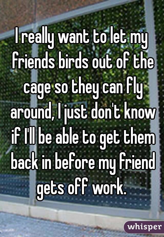 I really want to let my friends birds out of the cage so they can fly around, I just don't know if I'll be able to get them back in before my friend gets off work. 