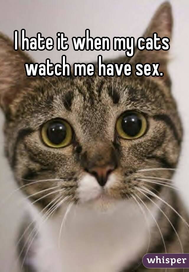 I hate it when my cats watch me have sex.