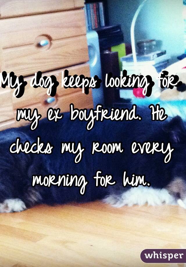 My dog keeps looking for my ex boyfriend. He checks my room every morning for him. 