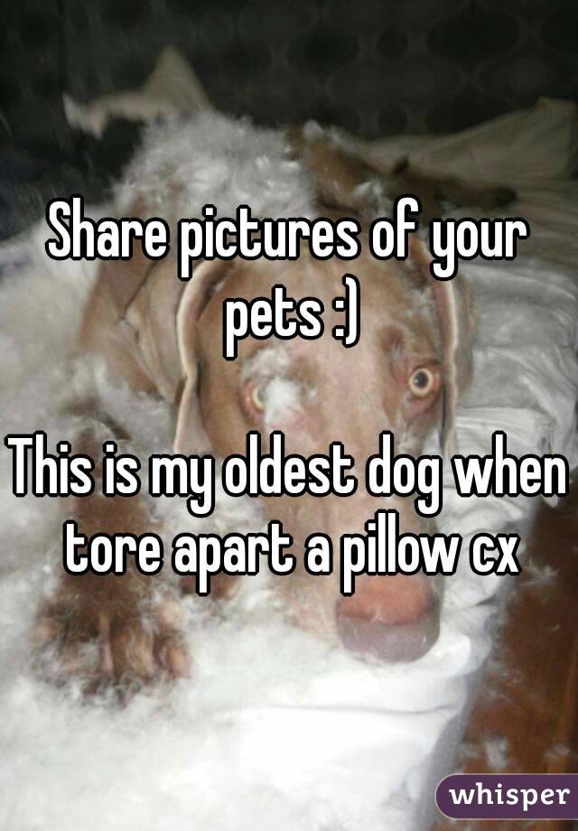 Share pictures of your pets :)

This is my oldest dog when tore apart a pillow cx