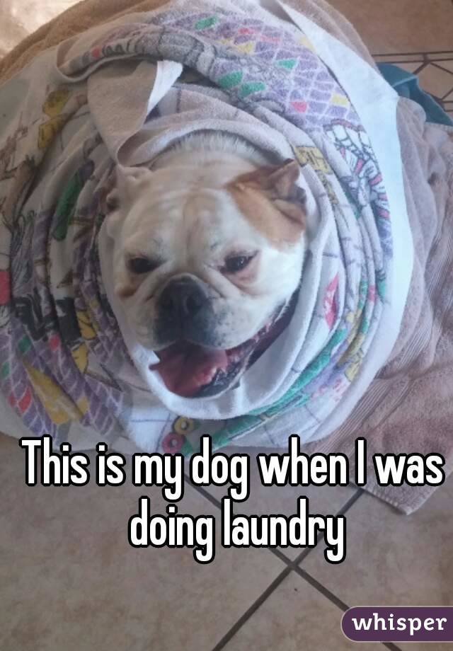 This is my dog when I was doing laundry