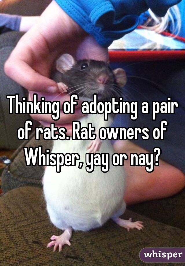 Thinking of adopting a pair of rats. Rat owners of Whisper, yay or nay?