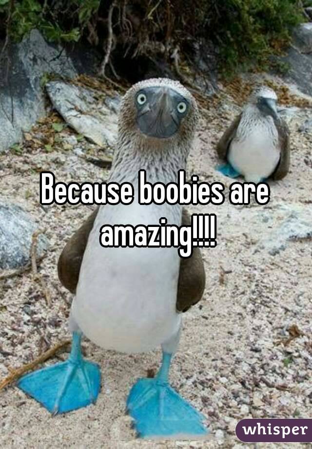 Because boobies are amazing!!!!