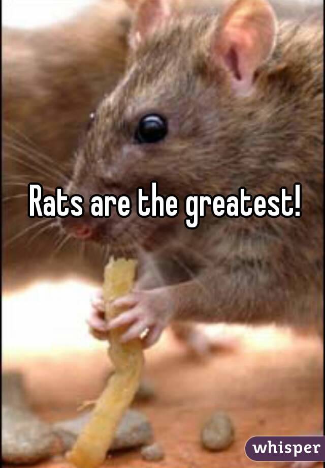 Rats are the greatest!