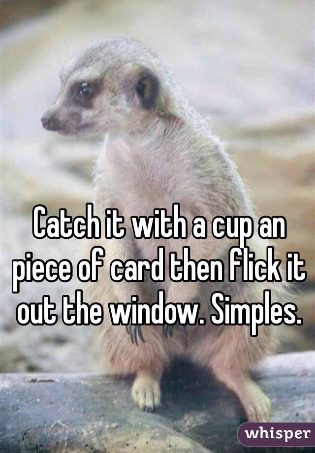 Catch it with a cup an piece of card then flick it out the window. Simples. 