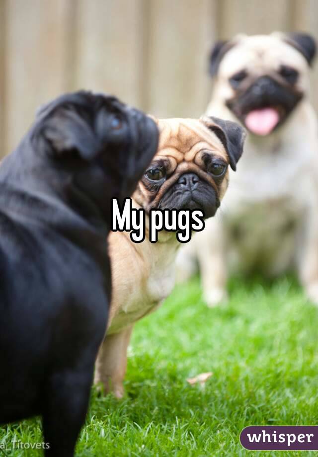 My pugs