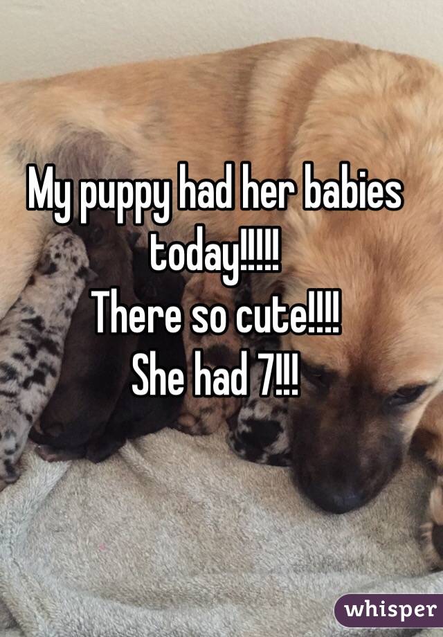 My puppy had her babies today!!!!!
There so cute!!!!
She had 7!!!