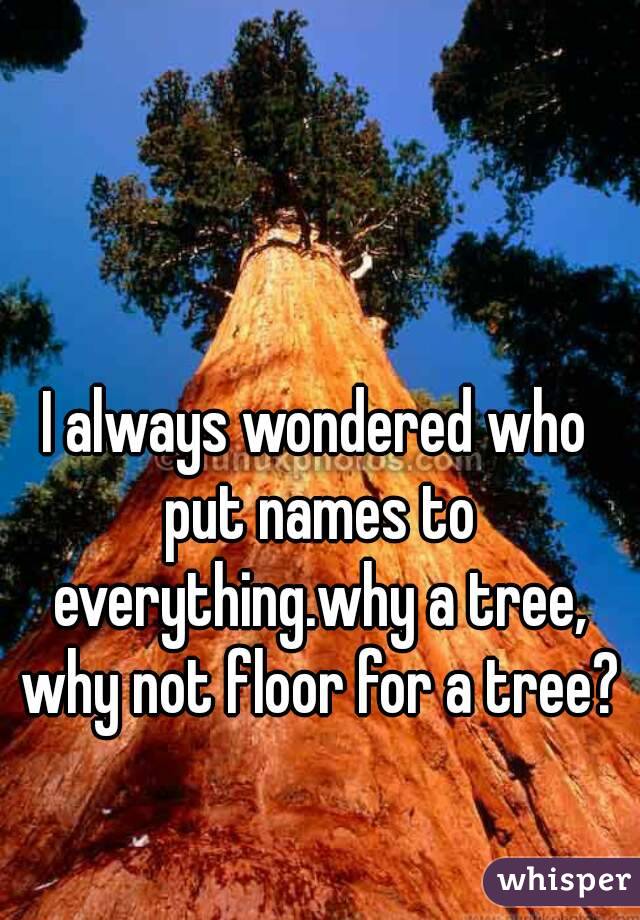 I always wondered who put names to everything.why a tree, why not floor for a tree?