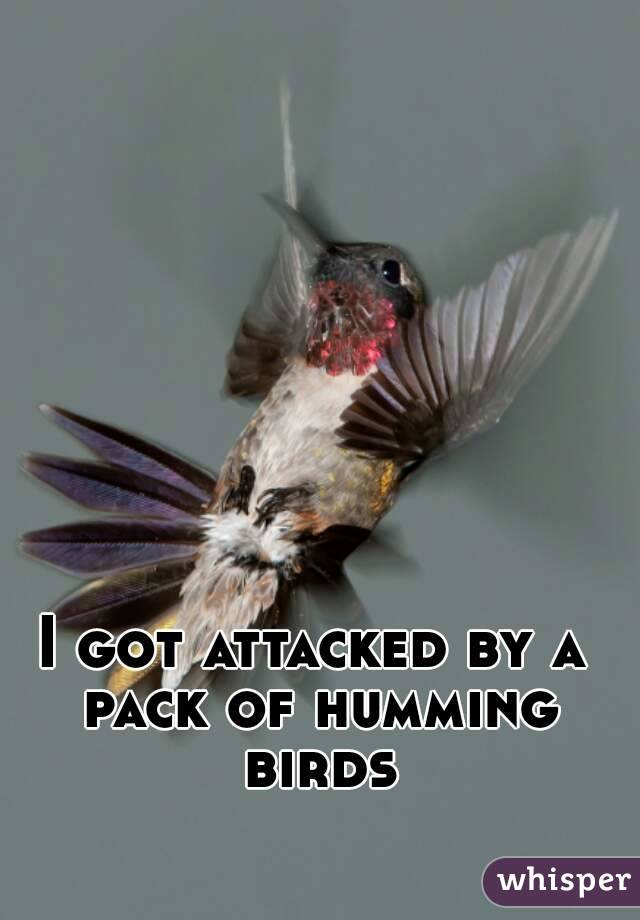 I got attacked by a pack of humming birds