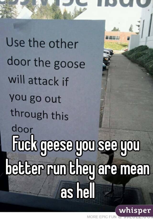 Fuck geese you see you better run they are mean as hell