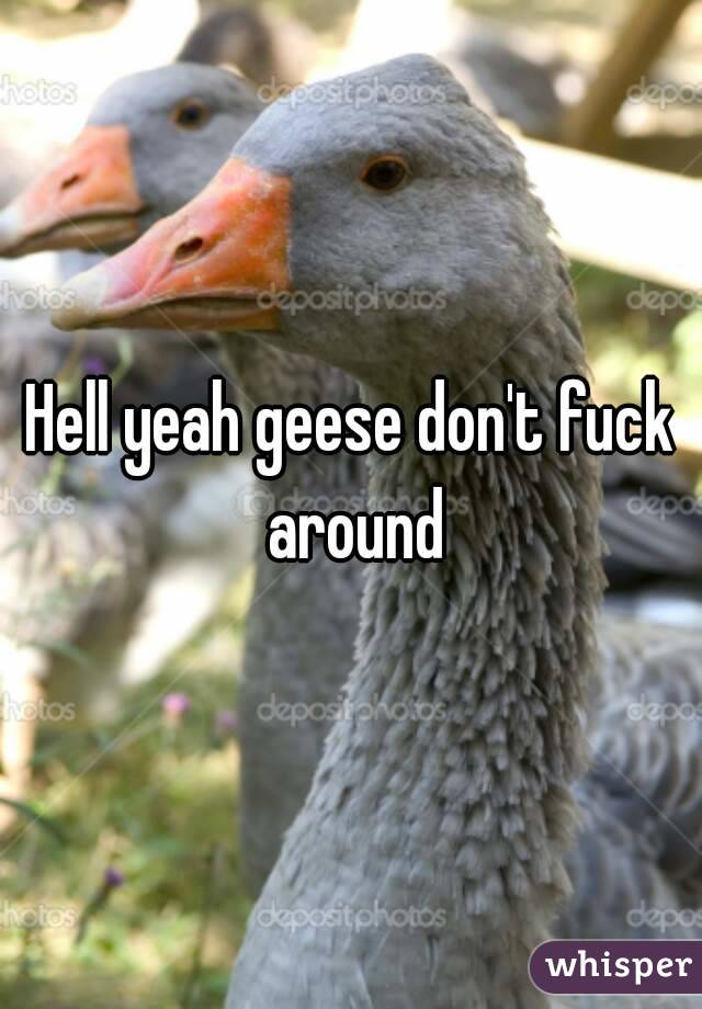 Hell yeah geese don't fuck around
