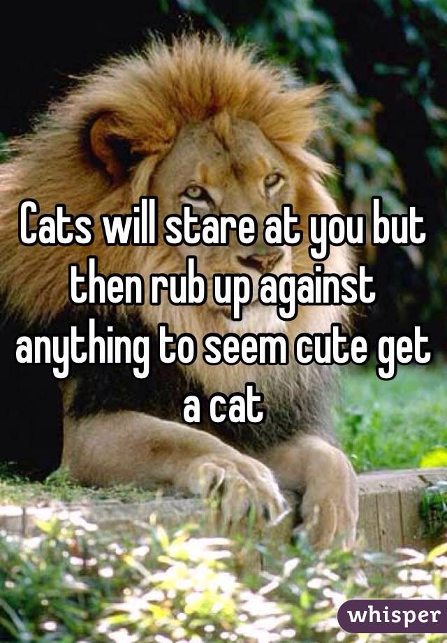 Cats will stare at you but then rub up against anything to seem cute get a cat