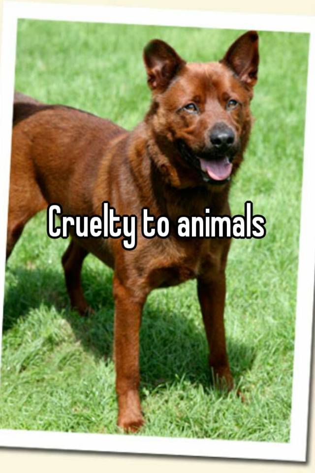 cruelty-to-animals