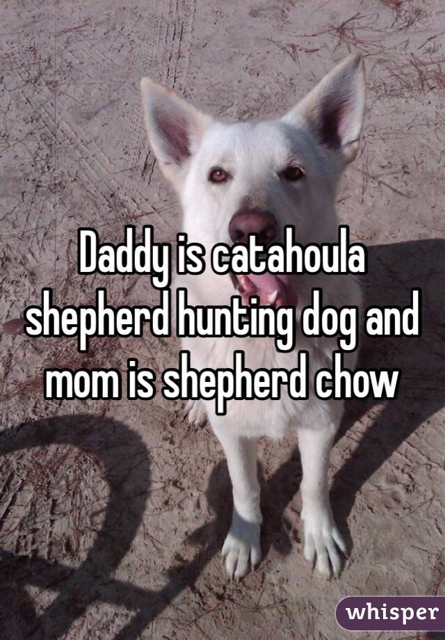 Daddy is catahoula shepherd hunting dog and mom is shepherd chow
