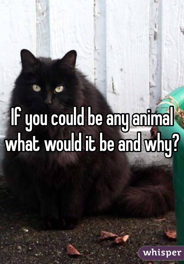 If you could be any animal what would it be and why? 
