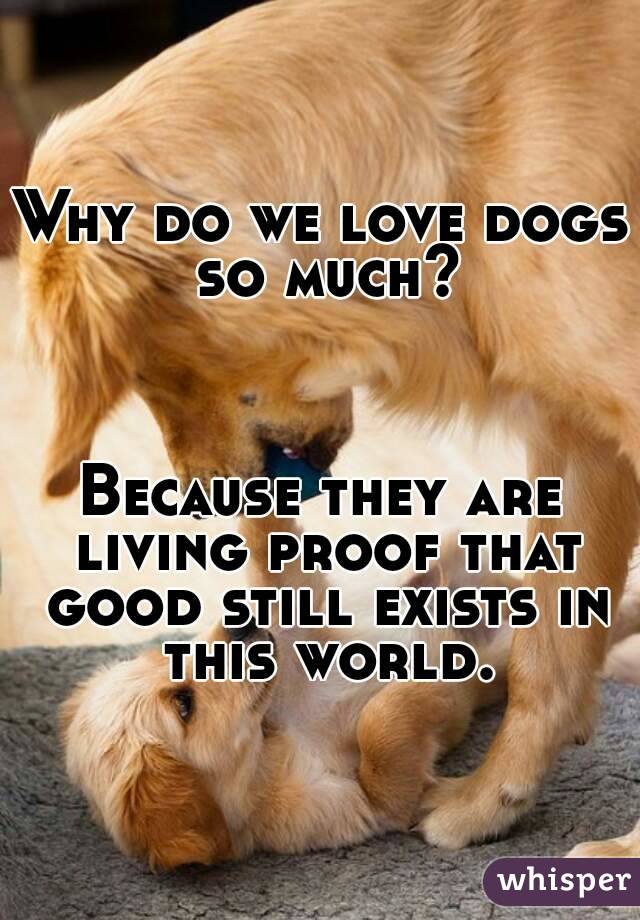 Why do we love dogs so much?



Because they are living proof that good still exists in this world.