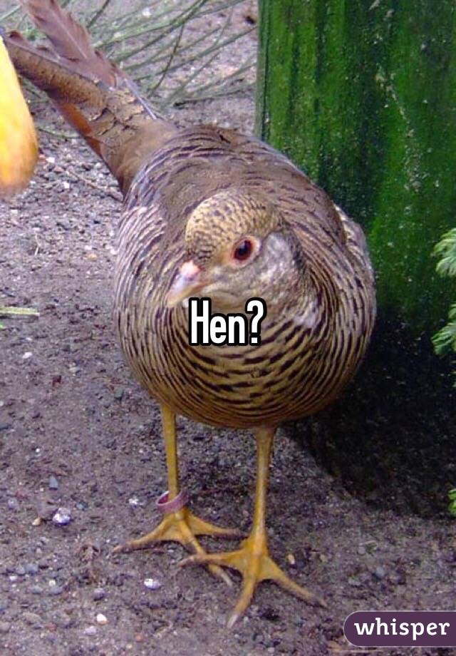 Hen?