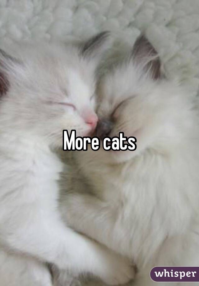 More cats 