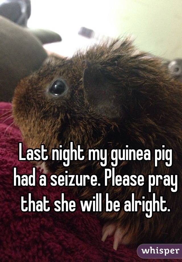 Last night my guinea pig had a seizure. Please pray that she will be alright. 