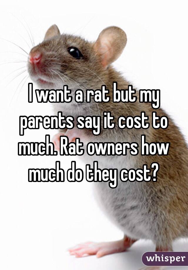 I want a rat but my parents say it cost to much. Rat owners how much do they cost?