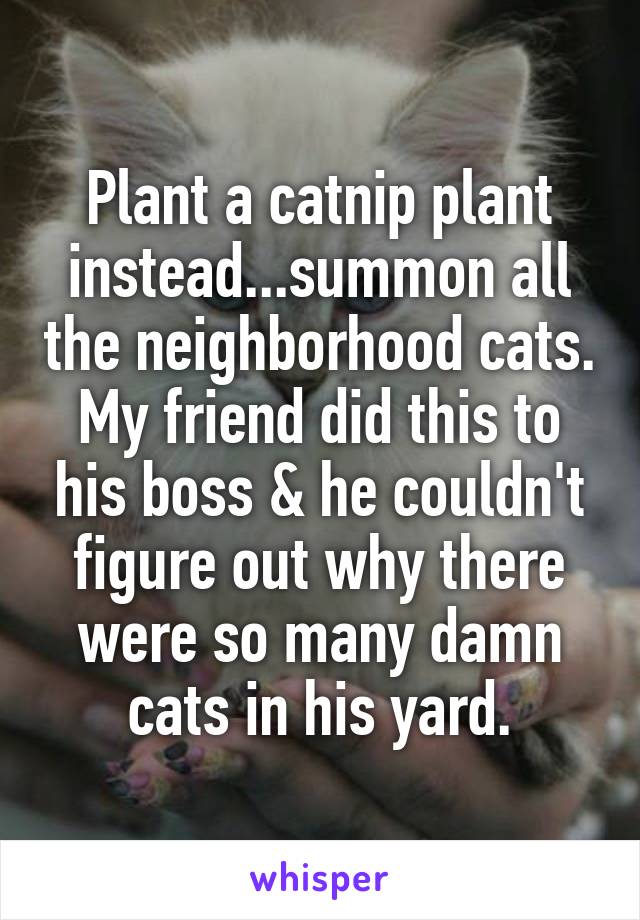 Plant a catnip plant instead...summon all the neighborhood cats. My friend did this to his boss & he couldn't figure out why there were so many damn cats in his yard.