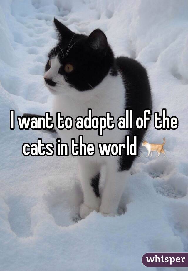 I want to adopt all of the cats in the world ðŸ�ˆ