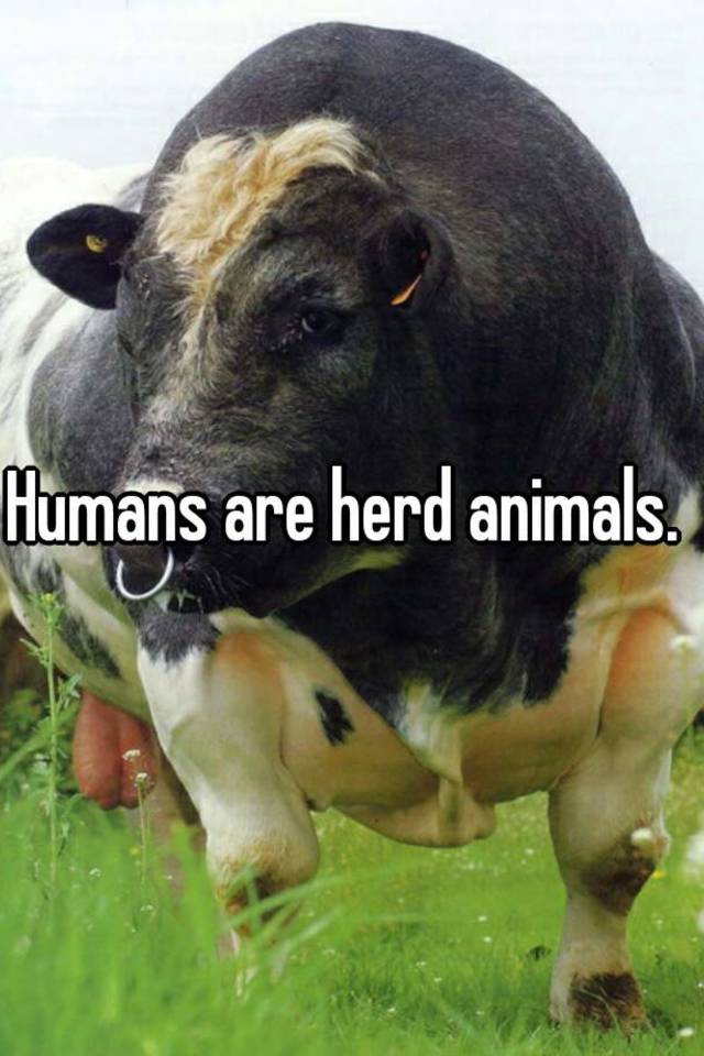 humans-are-herd-animals