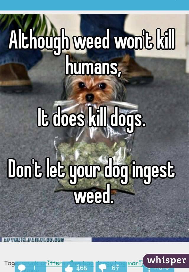 Although weed won't kill humans,

It does kill dogs.

Don't let your dog ingest weed.