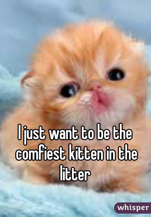 I just want to be the comfiest kitten in the litter 