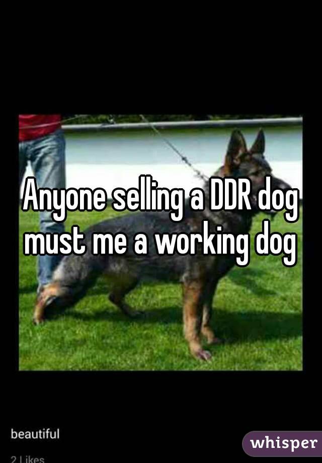 Anyone selling a DDR dog must me a working dog 

