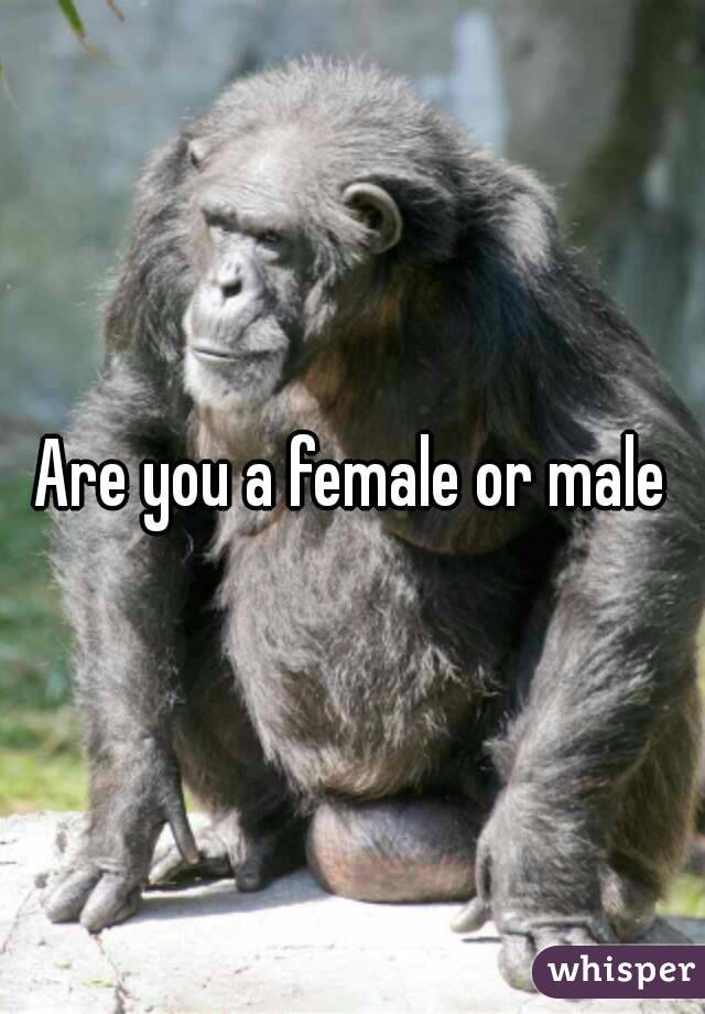 Are you a female or male