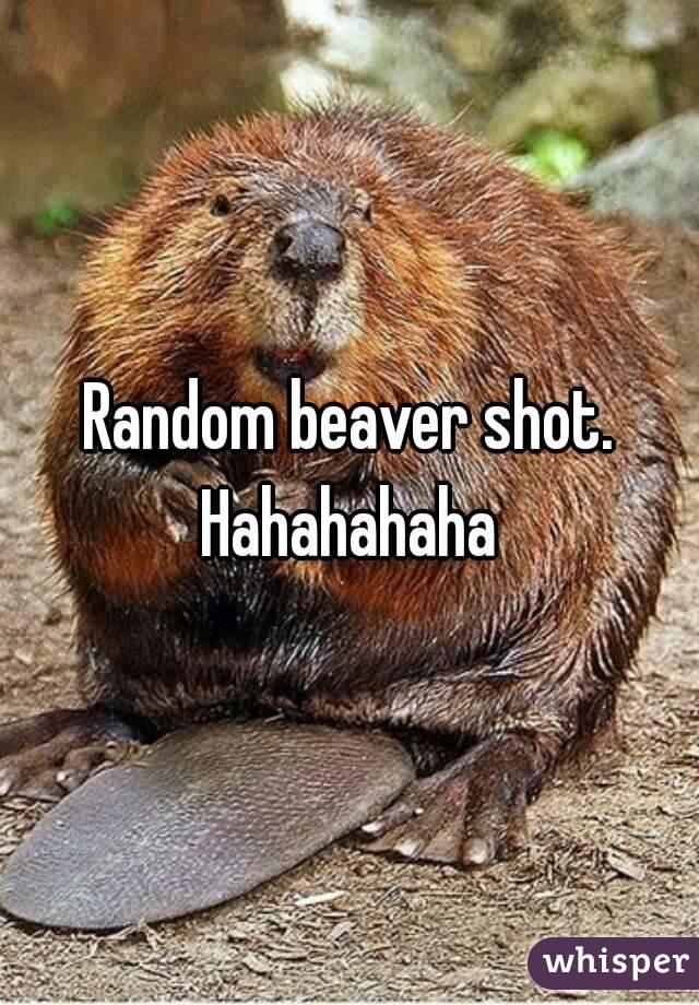 Random beaver shot.
Hahahahaha