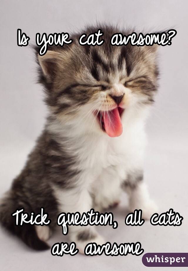 Is your cat awesome?





Trick question, all cats are awesome 