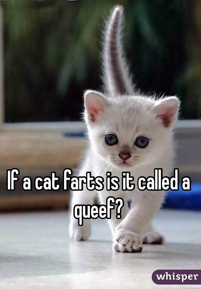 If a cat farts is it called a queef?