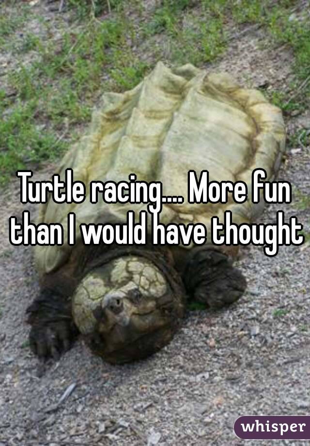 Turtle racing.... More fun than I would have thought