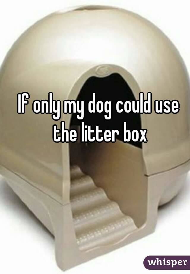 If only my dog could use the litter box