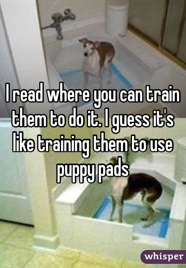 I read where you can train them to do it. I guess it's like training them to use puppy pads