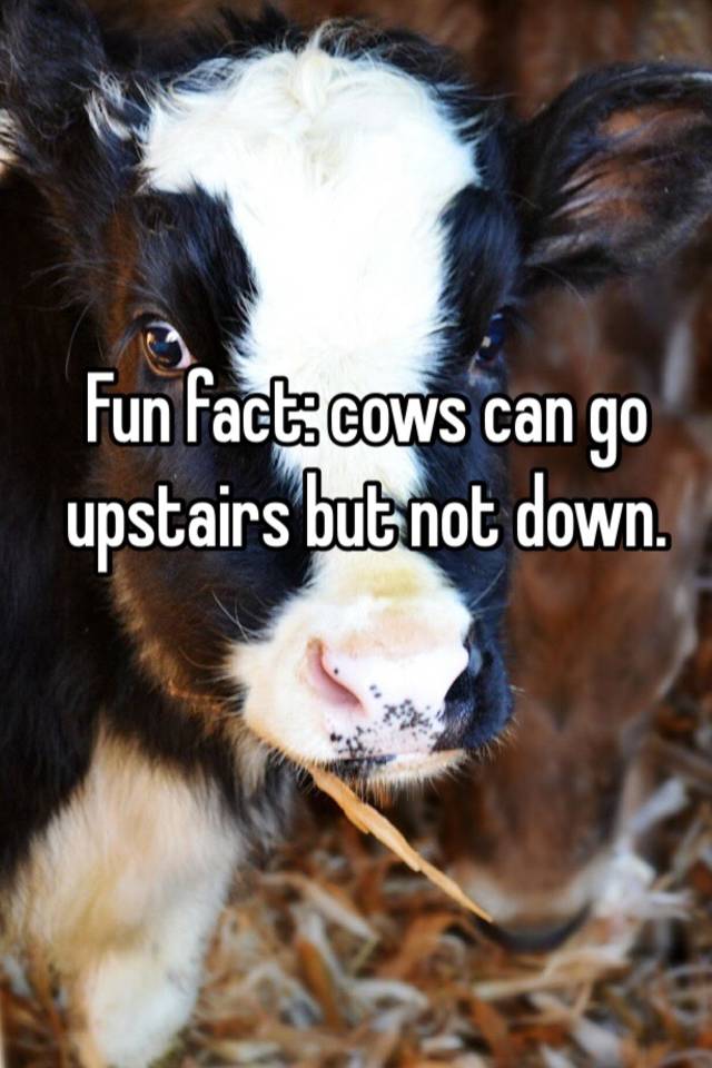 Fun fact: cows can go upstairs but not down.