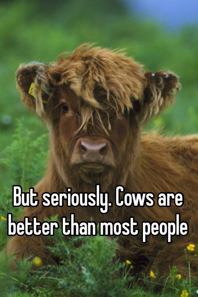 But seriously. Cows are better than most people