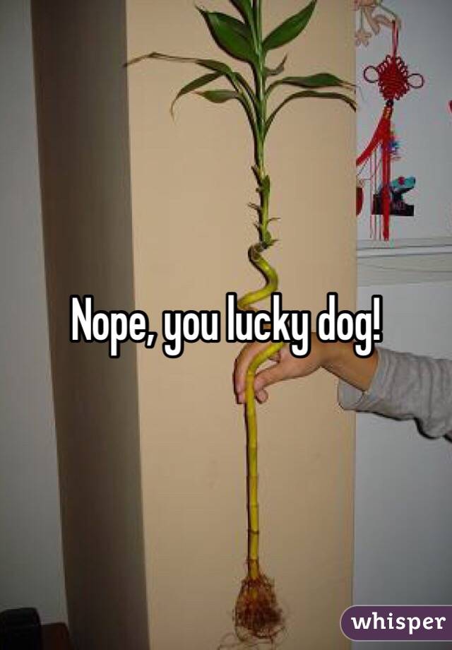 Nope, you lucky dog!