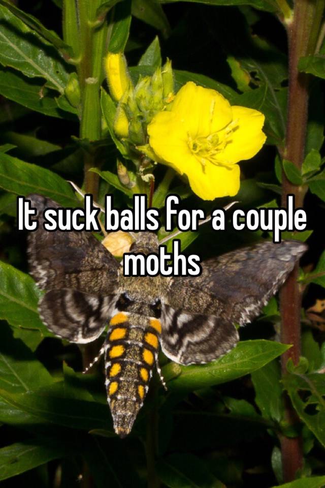 It Suck Balls For A Couple Moths 3329